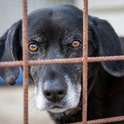 i-cani-corsi-refuge-17