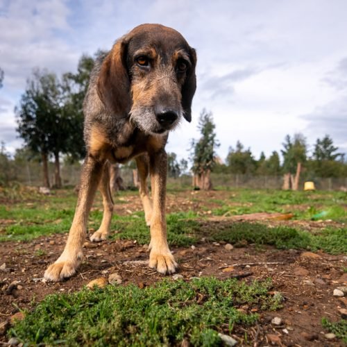 i-cani-corsi-refuge-25